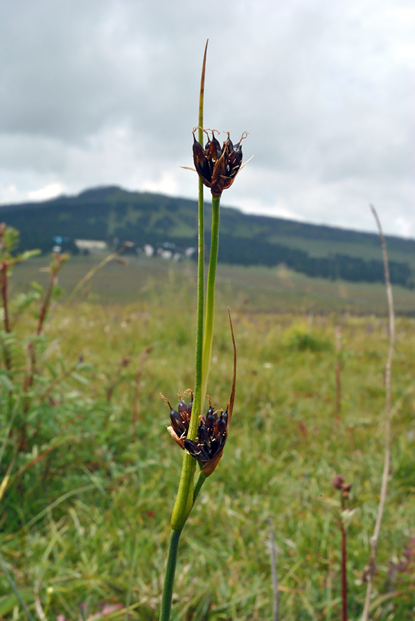 Изображение особи Juncus castaneus.