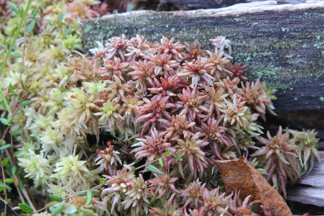 Image of Sphagnum divinum specimen.