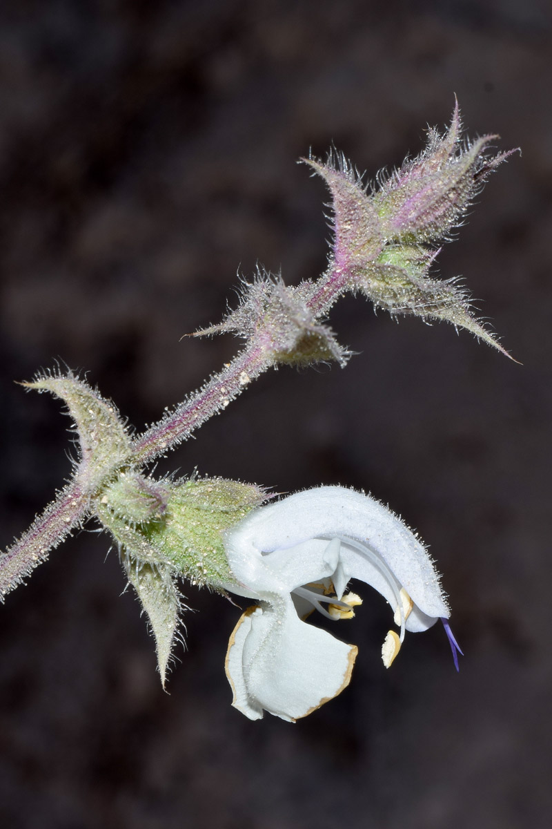 Изображение особи Salvia sclarea.