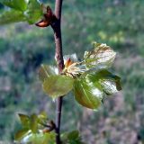 Populus tremula