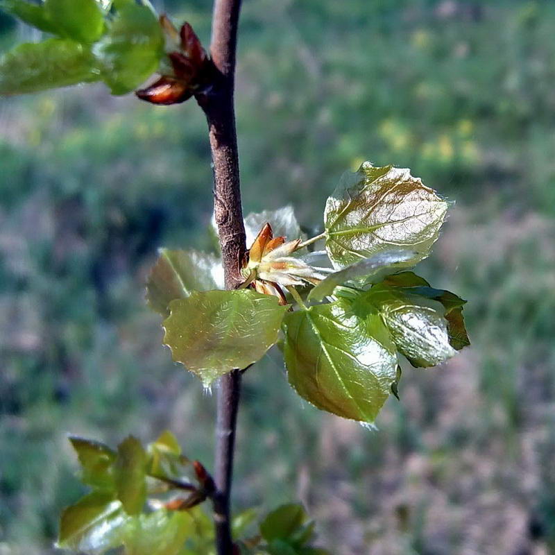 Image of Populus tremula specimen.