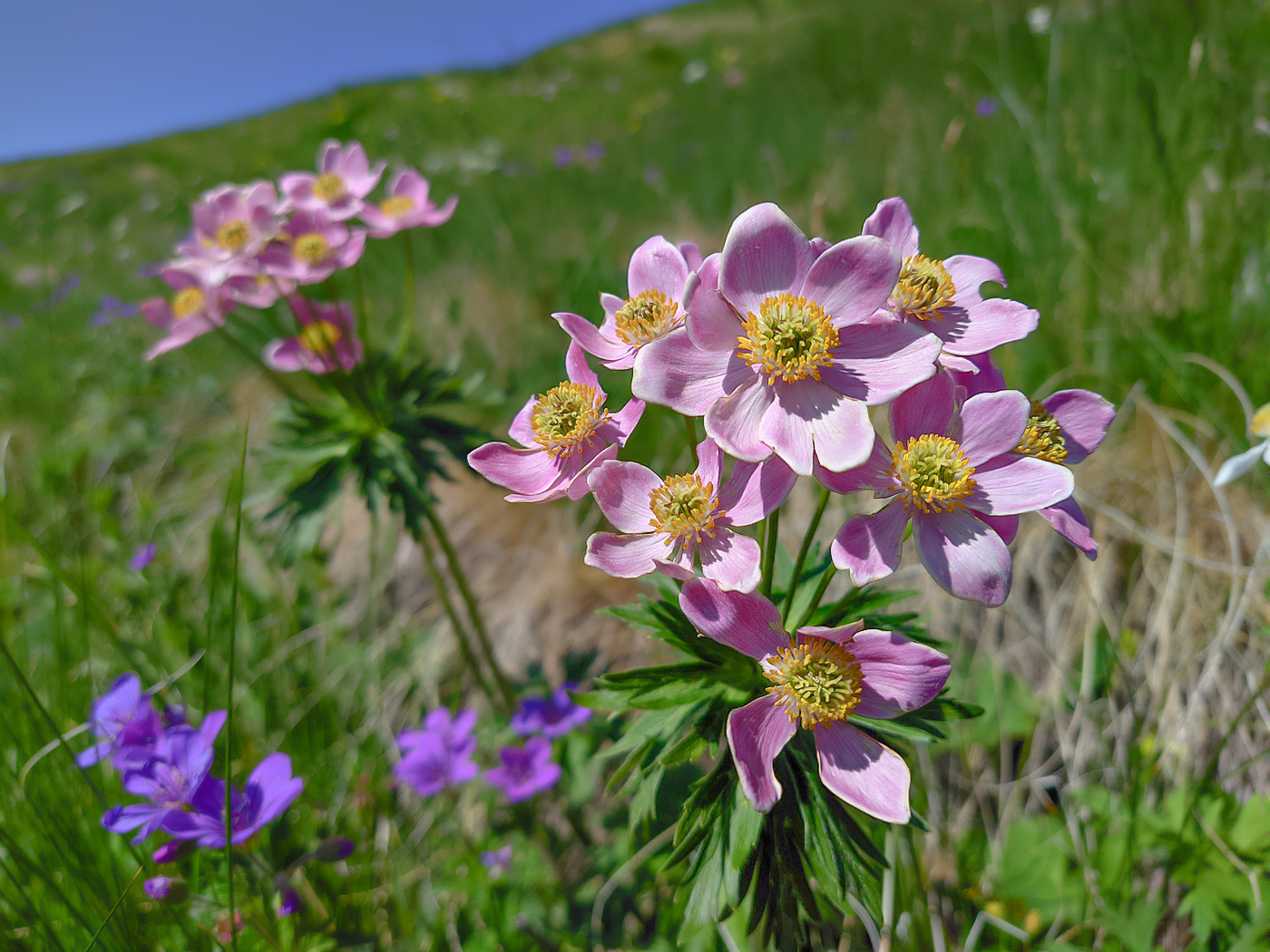 Image of Anemonastrum fasciculatum specimen.