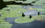 Nuphar lutea