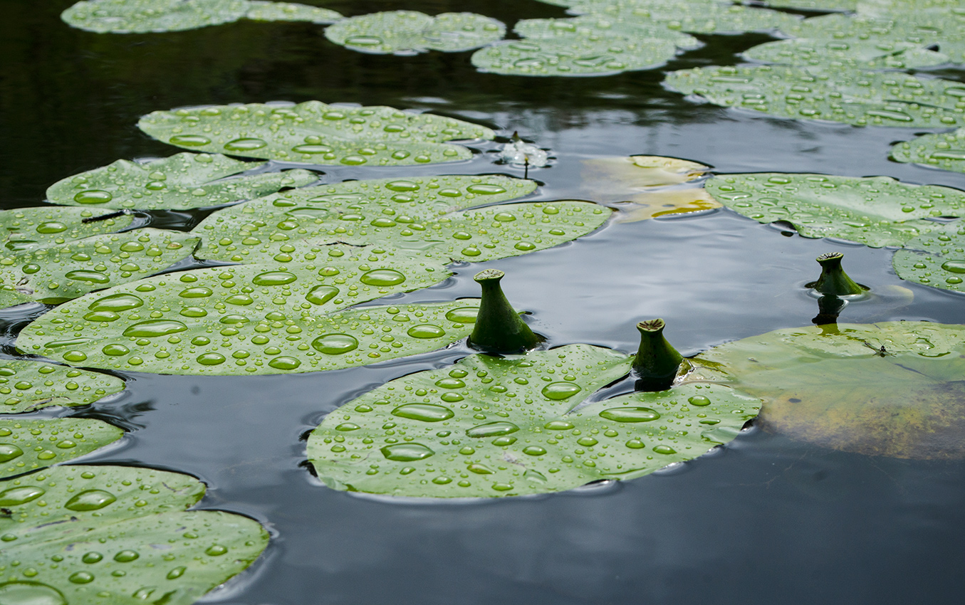 Image of Nuphar lutea specimen.