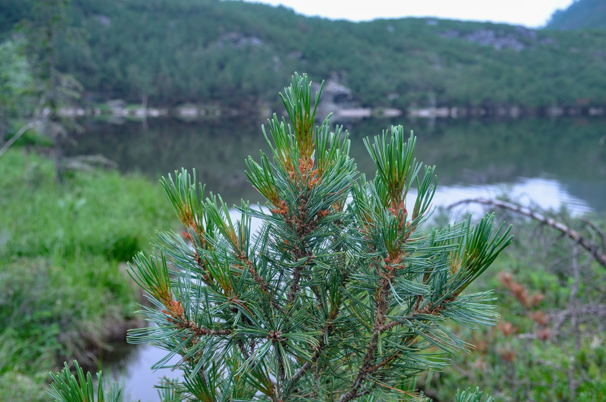 Image of Pinus pumila specimen.