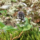 Lagotis minor