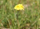 Tuberaria guttata