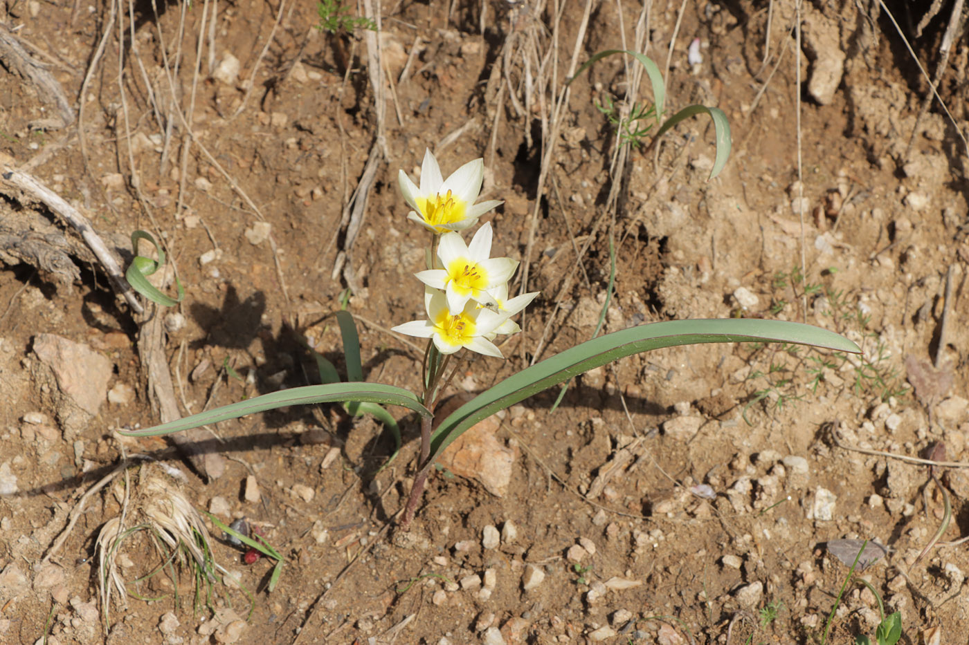 Image of Tulipa turkestanica specimen.