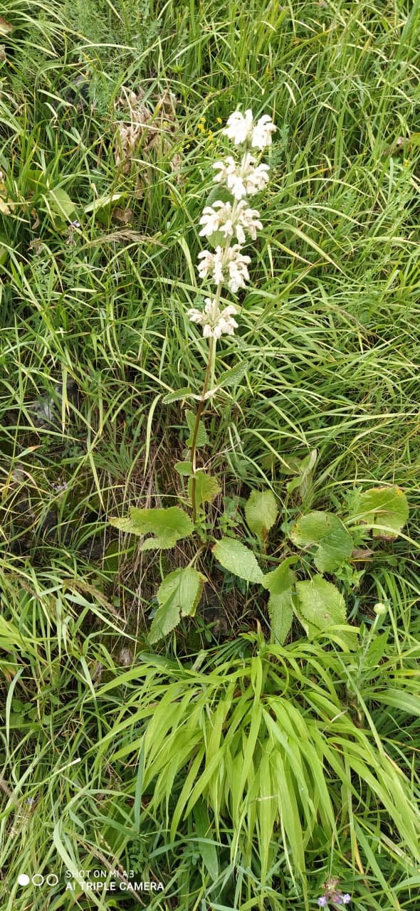 Изображение особи Phlomoides urodonta.