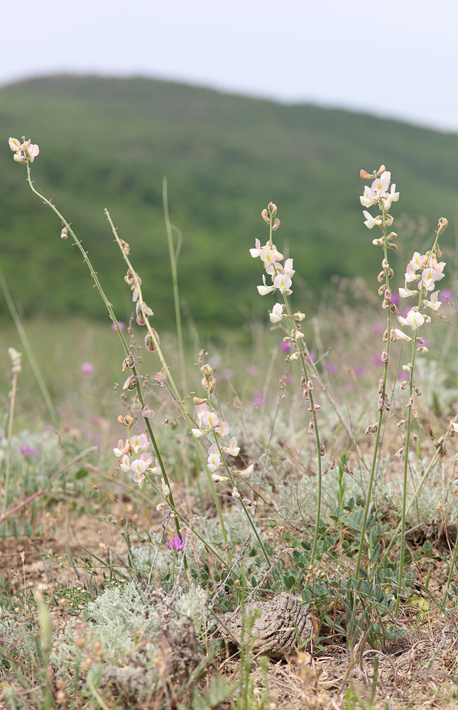 Изображение особи Onobrychis majorovii.