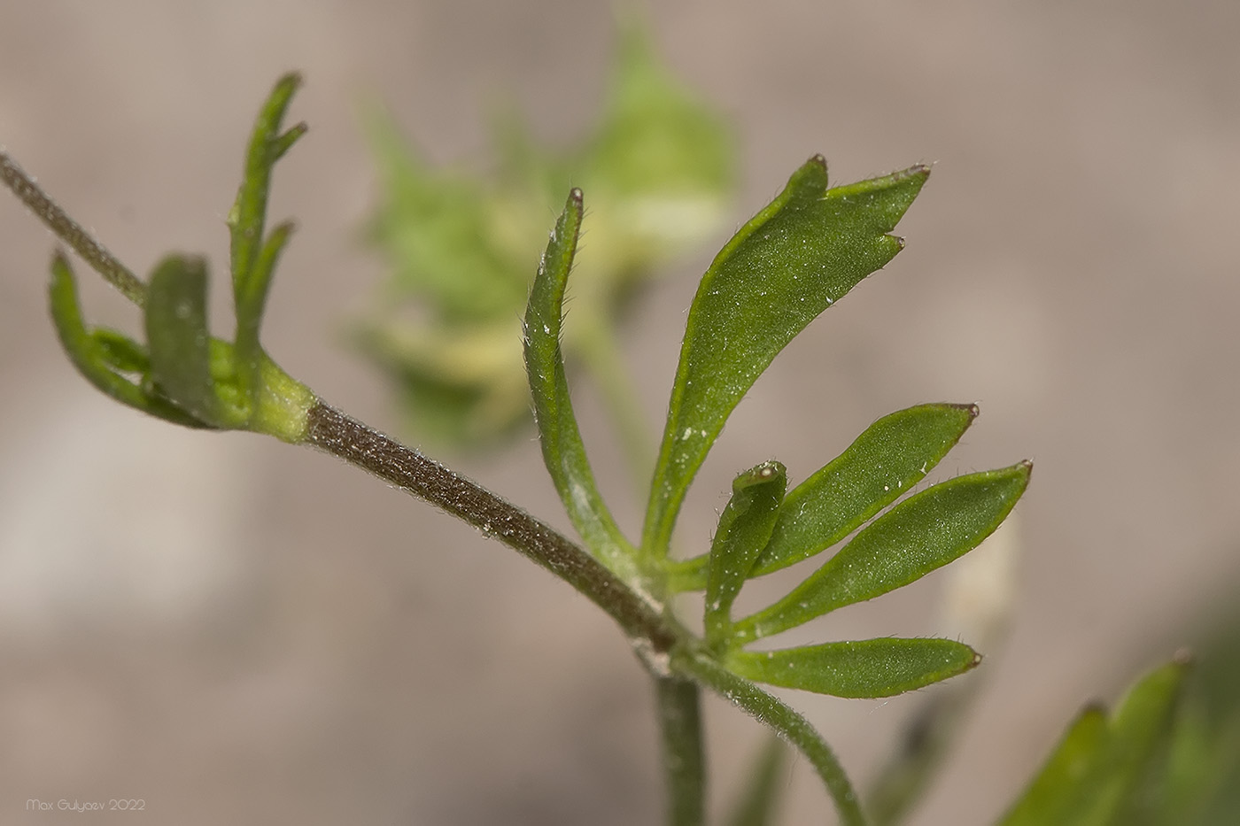 Изображение особи Ranunculus arvensis.