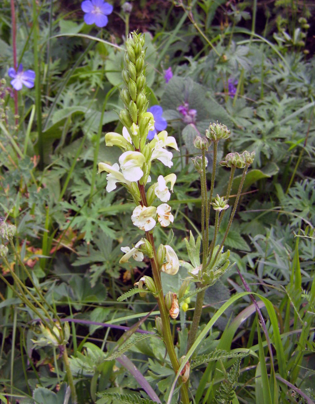 Image of Pedicularis dolichorrhiza specimen.