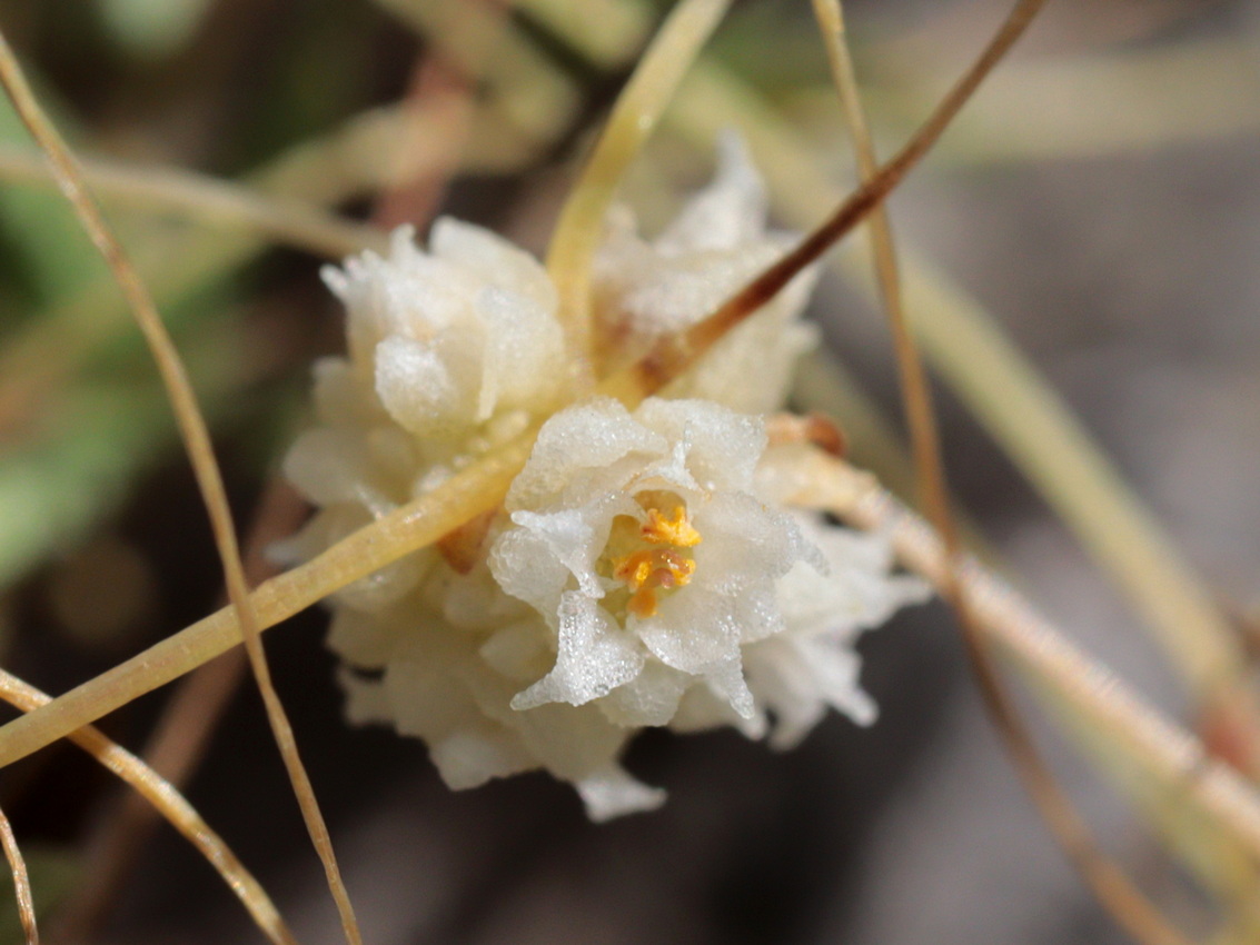 Image of Cuscuta approximata specimen.