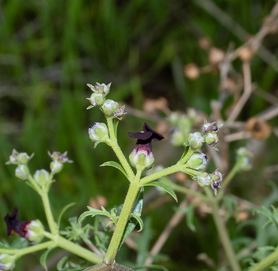 Image of Scrophularia xanthoglossa specimen.