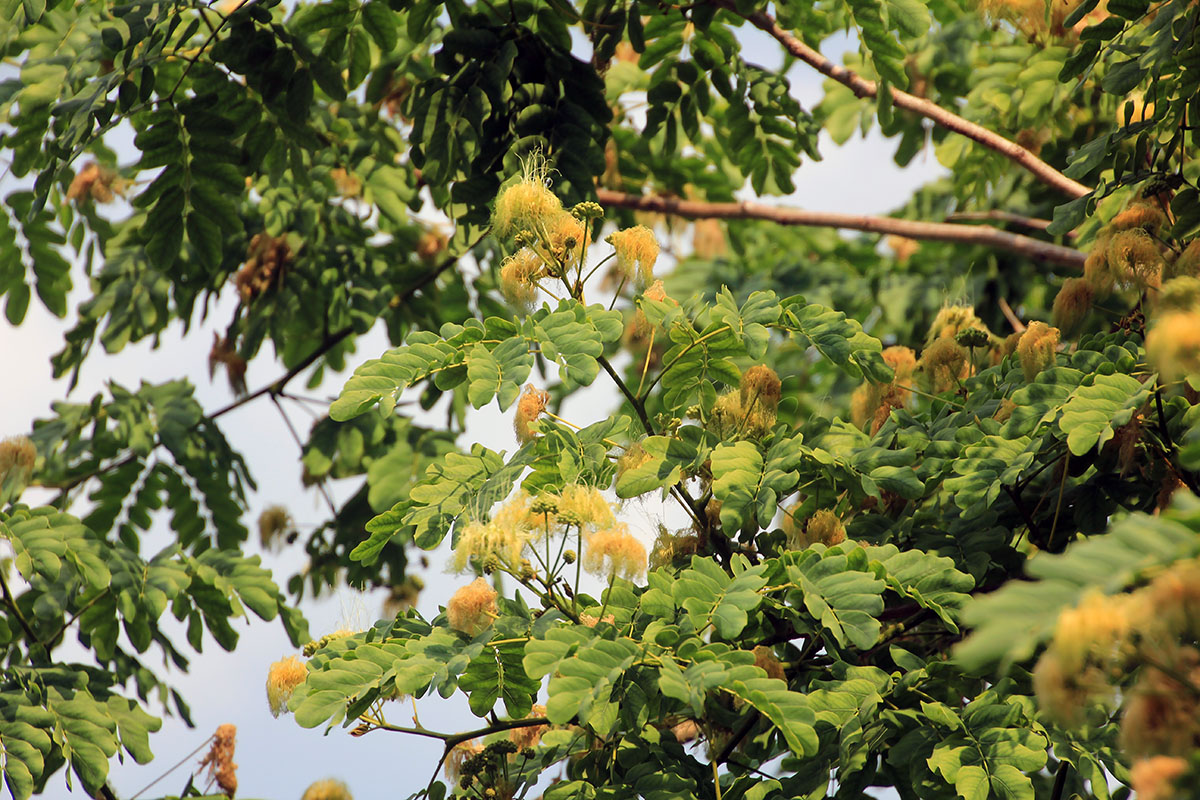 Image of genus Albizia specimen.