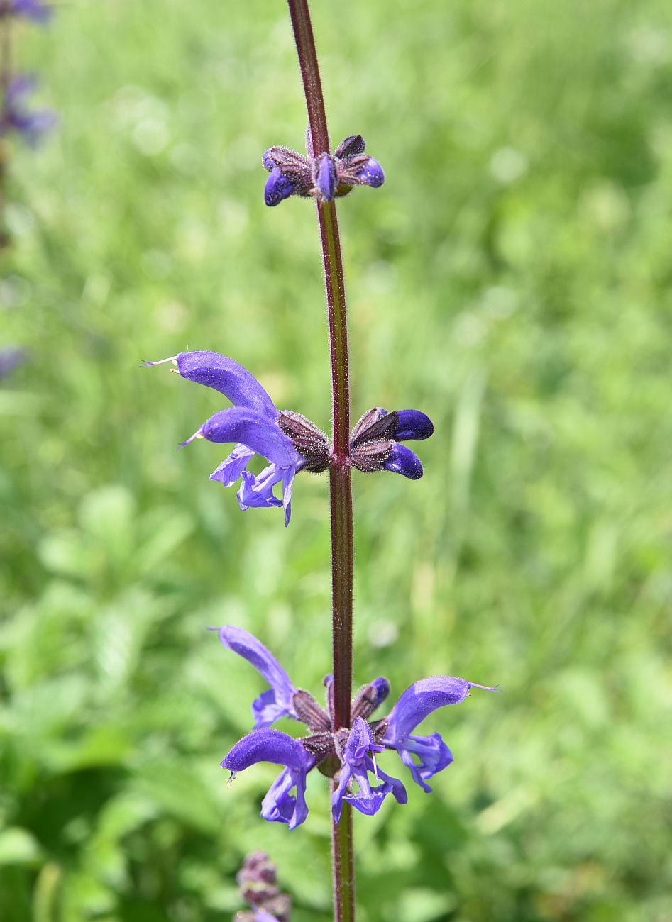 Изображение особи Salvia kuznetzovii.