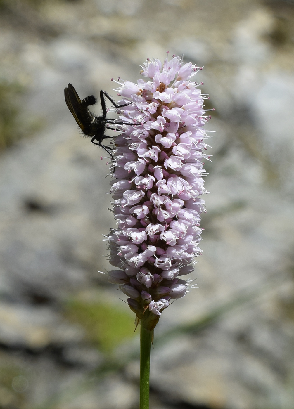 Изображение особи Bistorta officinalis.