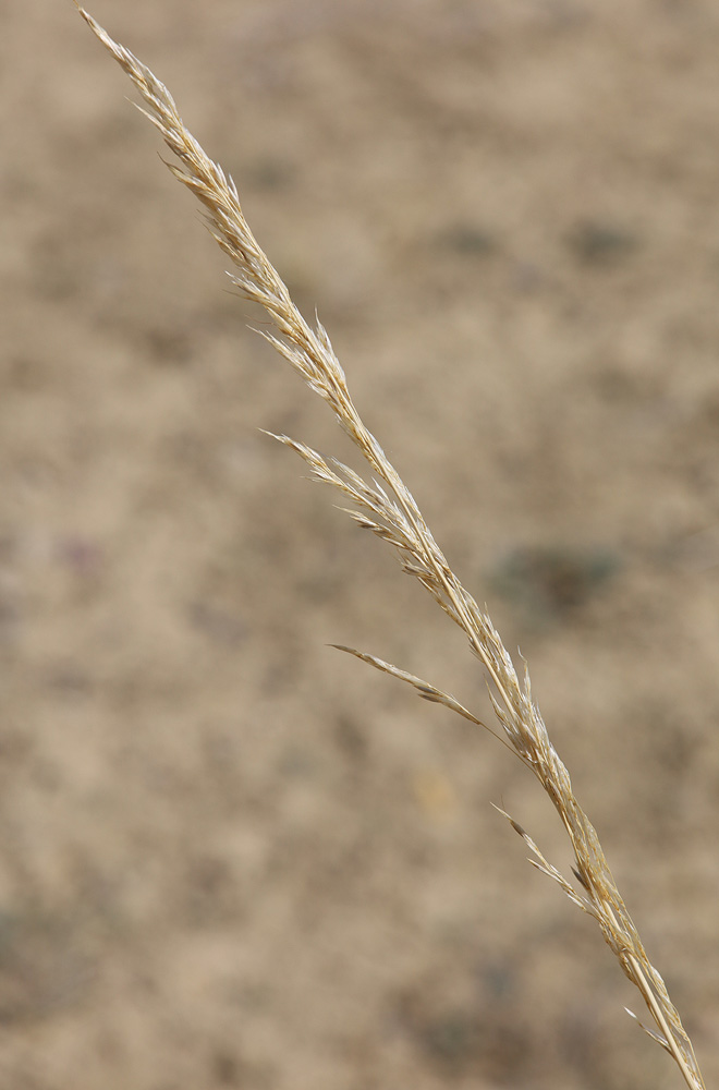 Image of Neotrinia splendens specimen.