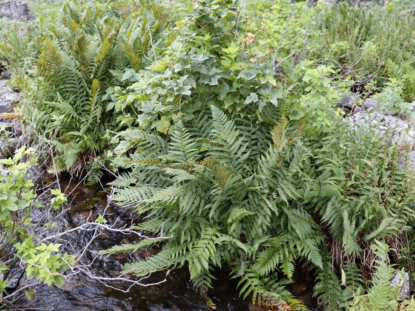 Image of Dryopteris filix-mas specimen.