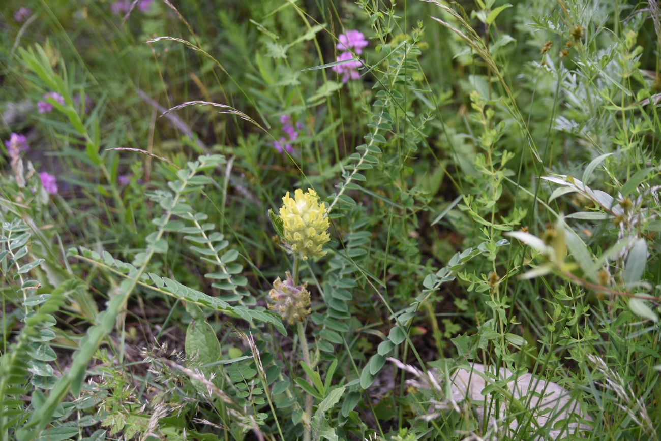 Изображение особи Astragalus maximus.