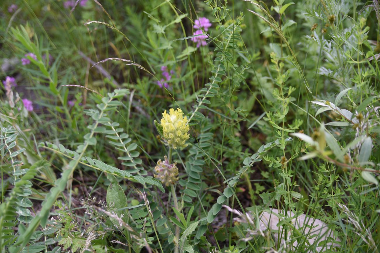 Image of Astragalus maximus specimen.