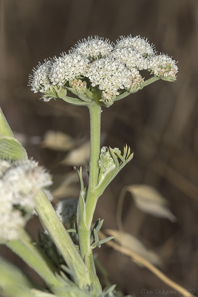 Image of Seseli gummiferum specimen.