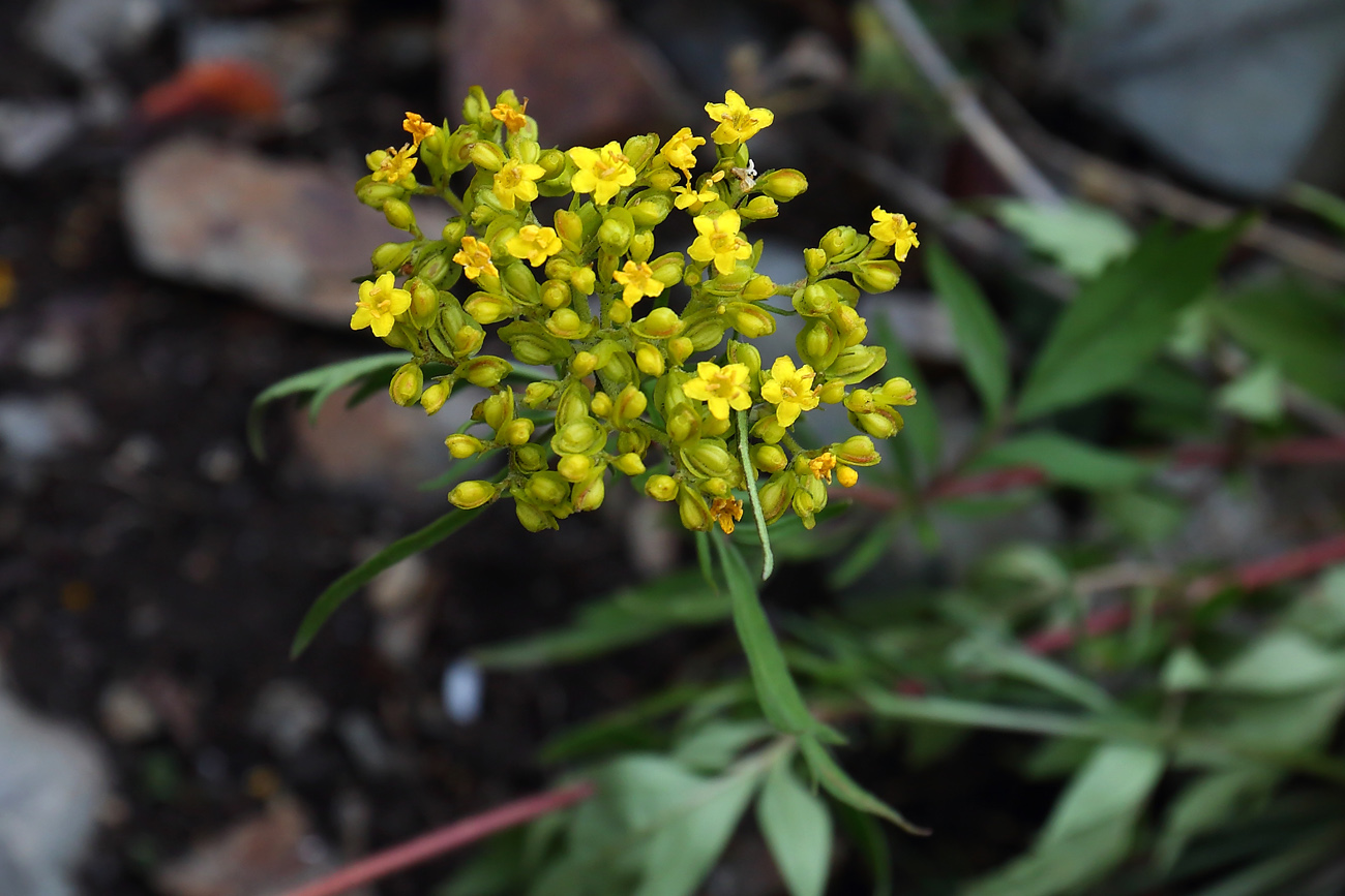 Изображение особи Patrinia rupestris.