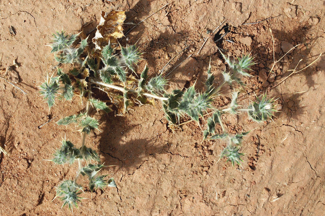 Image of Cousinia bungeana specimen.