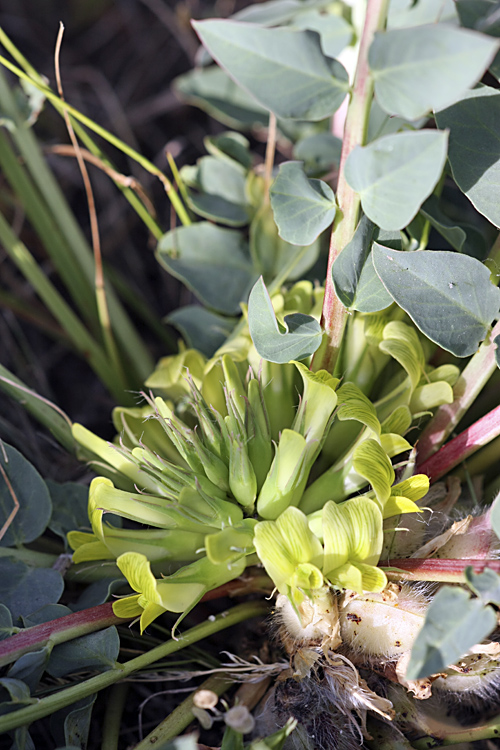 Изображение особи Astragalus subbarbellatus.