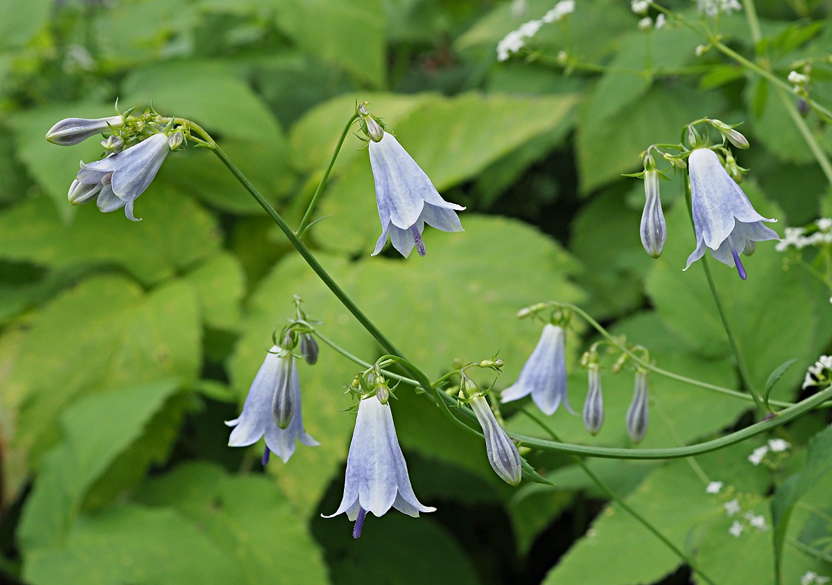 Изображение особи Adenophora liliifolia.