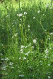 Galium debile. Побеги с соцветиями. Крым, Южный берег, окр. пос. Лаванда, мочажина. 7 июня 2013 г.