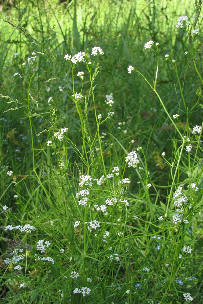 Изображение особи Galium debile.