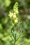 Linaria vulgaris. Верхушка цветущего растения. Киргизия, Иссык-Кульская обл., Кунгей Алатау, ущ. Григорьевское, ≈2300 м н.у.м., прогалина в еловом лесу. 4 августа 2022 г.