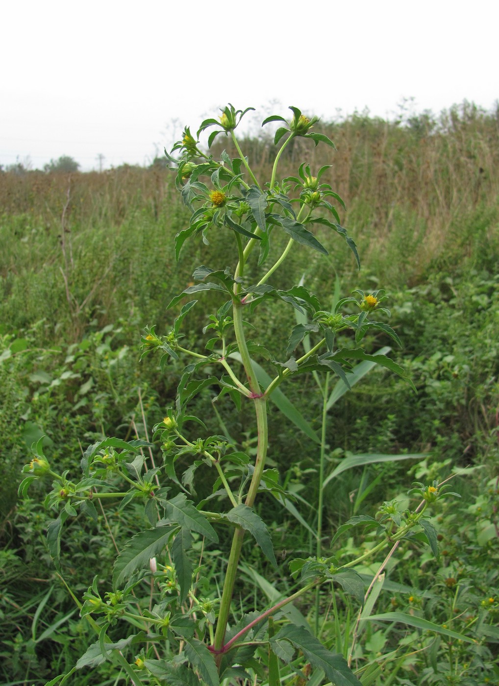 Image of Bidens tripartita specimen.