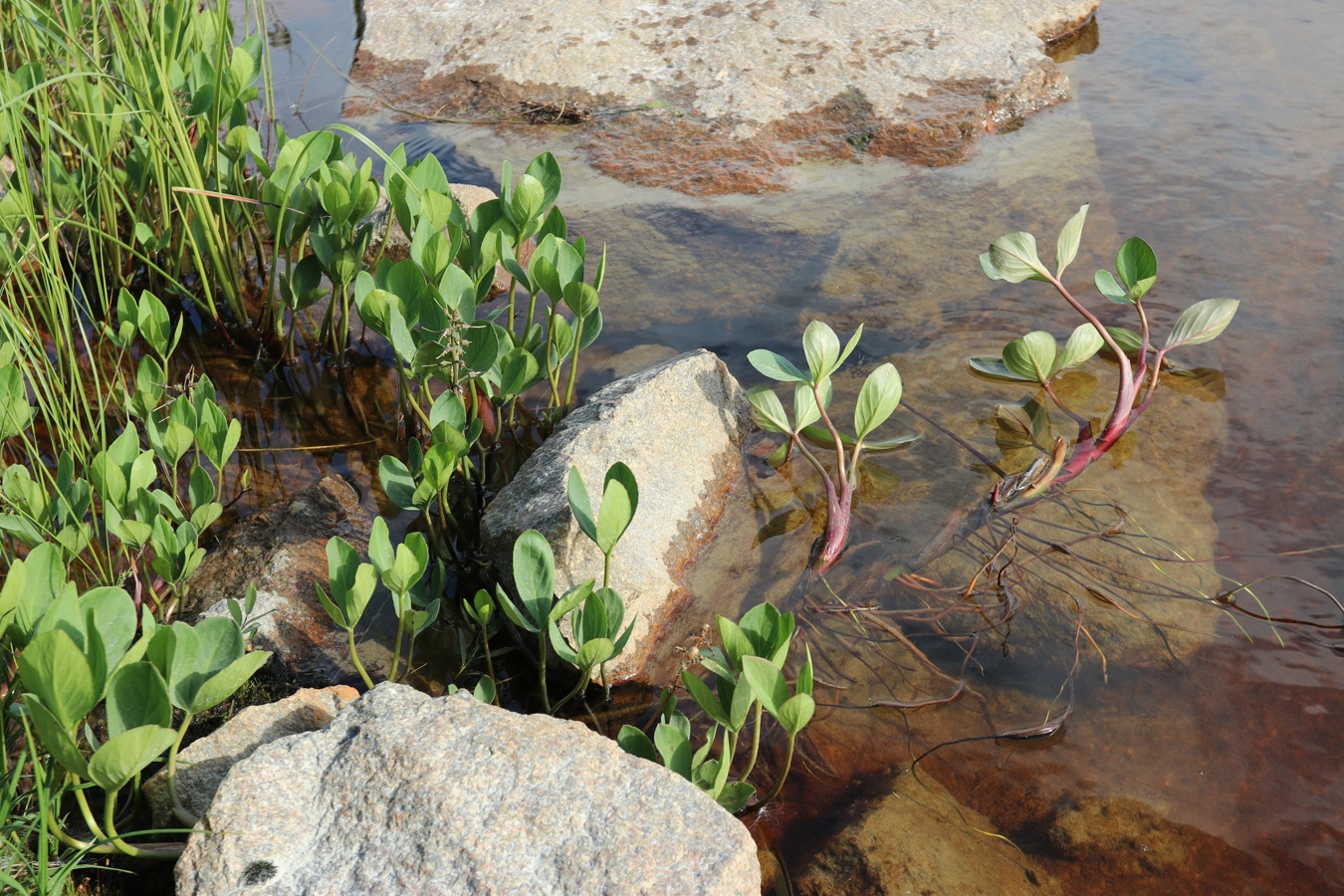 Image of Menyanthes trifoliata specimen.