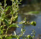 Veronica anagallis-aquatica. Отцветающие пазушные побеги с галлами на месте плодов. Пермский край, Кунгурский р-н, Ленское сельское поселение, окр. дер. Веслянка, дол. р. Ирень, у воды. 6 августа 2022 г.