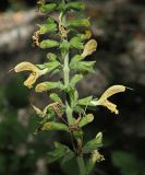 Salvia glutinosa. Часть соцветия. Краснодарский край, окр. г. Сочи, ур. Орлиные скалы, широколиственный лес, обочина туристической трпы. 09.09.2022.