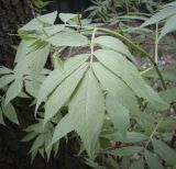 Sambucus racemosa