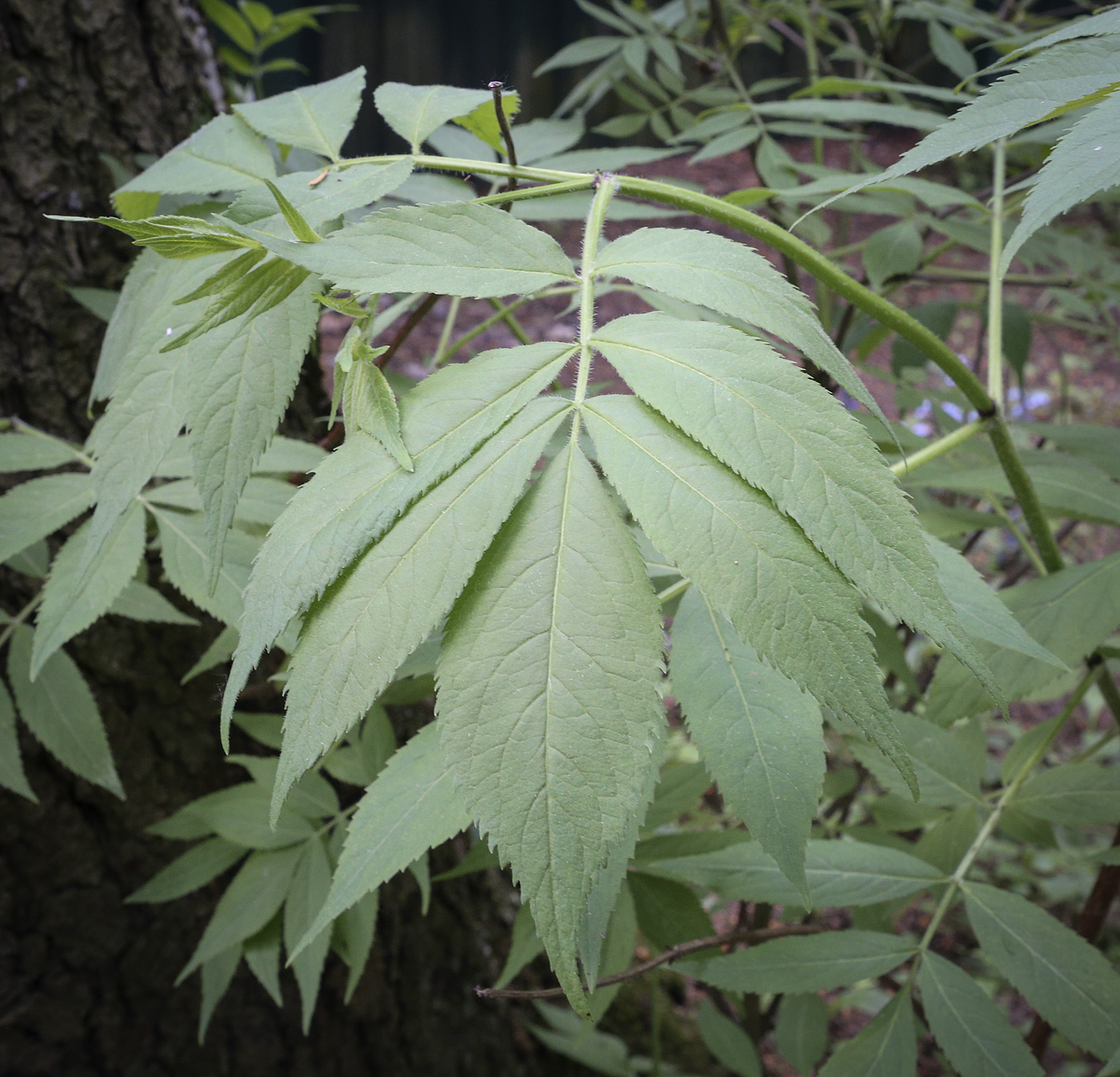 Image of Sambucus racemosa specimen.