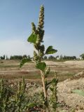 Amaranthus retroflexus. Верхушка ветви с соцветиями. Казахстан, г. Тараз, правый берег долины р. Ушбулак (Карасу), у оз. Зербулак, рудеральное местообитание. 18 сентября 2022 г.