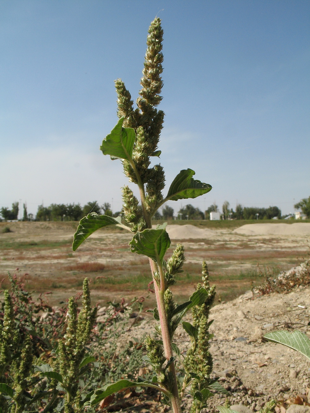 Изображение особи Amaranthus retroflexus.