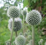 Echinops sphaerocephalus