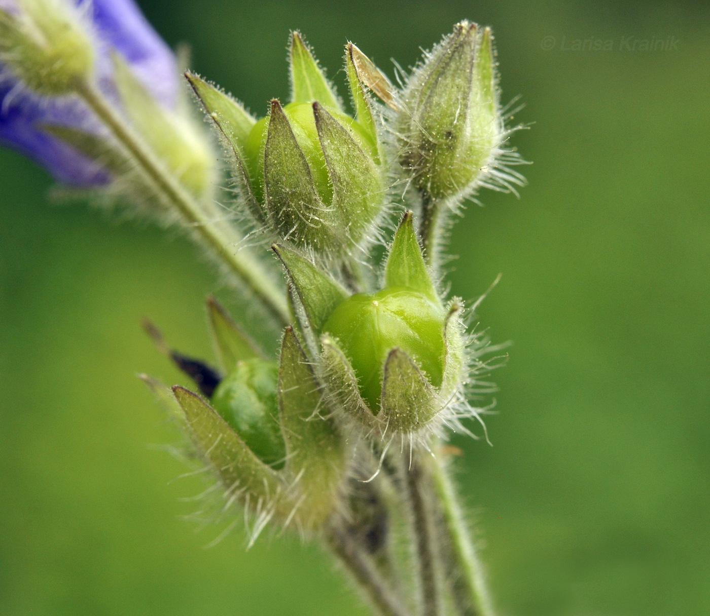 Image of Polemonium laxiflorum specimen.