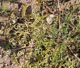 Astragalus hamosus. Часть плодоносящего растения в сообществе с Medicago orbicularis. Краснодарский край, Анапский муниципалитет, г. Анапа, ул. Омелькова, напротив Крещенского парка, техногенная площадка у самой дороги. 06.06.2021.