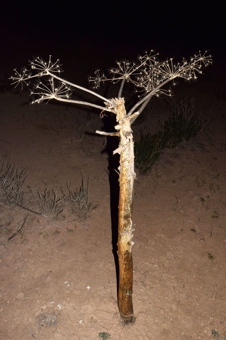 Изображение особи Ferula foetida.