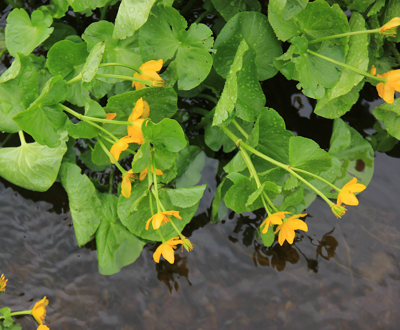 Изображение особи Caltha polypetala.