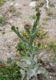 Onopordum acanthium. Цветущее растение. Кабардино-Балкария, долина р. Баксан, рядом с памятником первовосходителям на Эльбрус, высота 1600 м н.у.м., обочина дороги. 24 июля 2022 г.