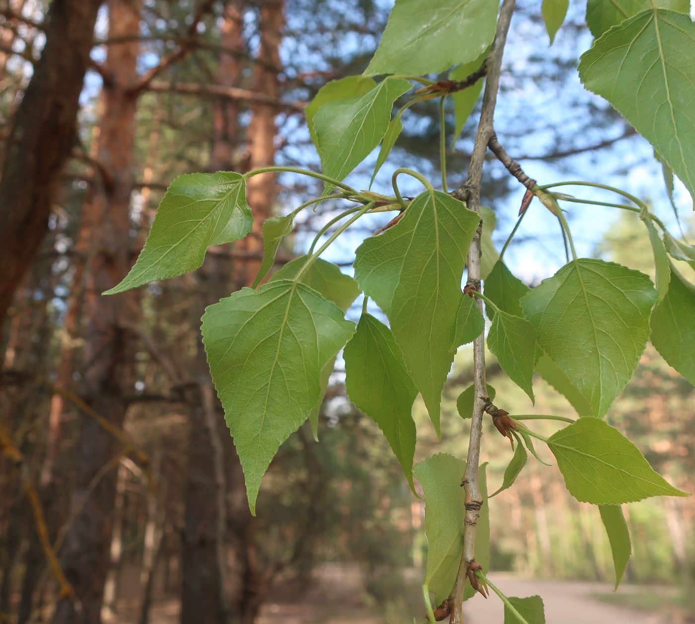 Image of genus Populus specimen.