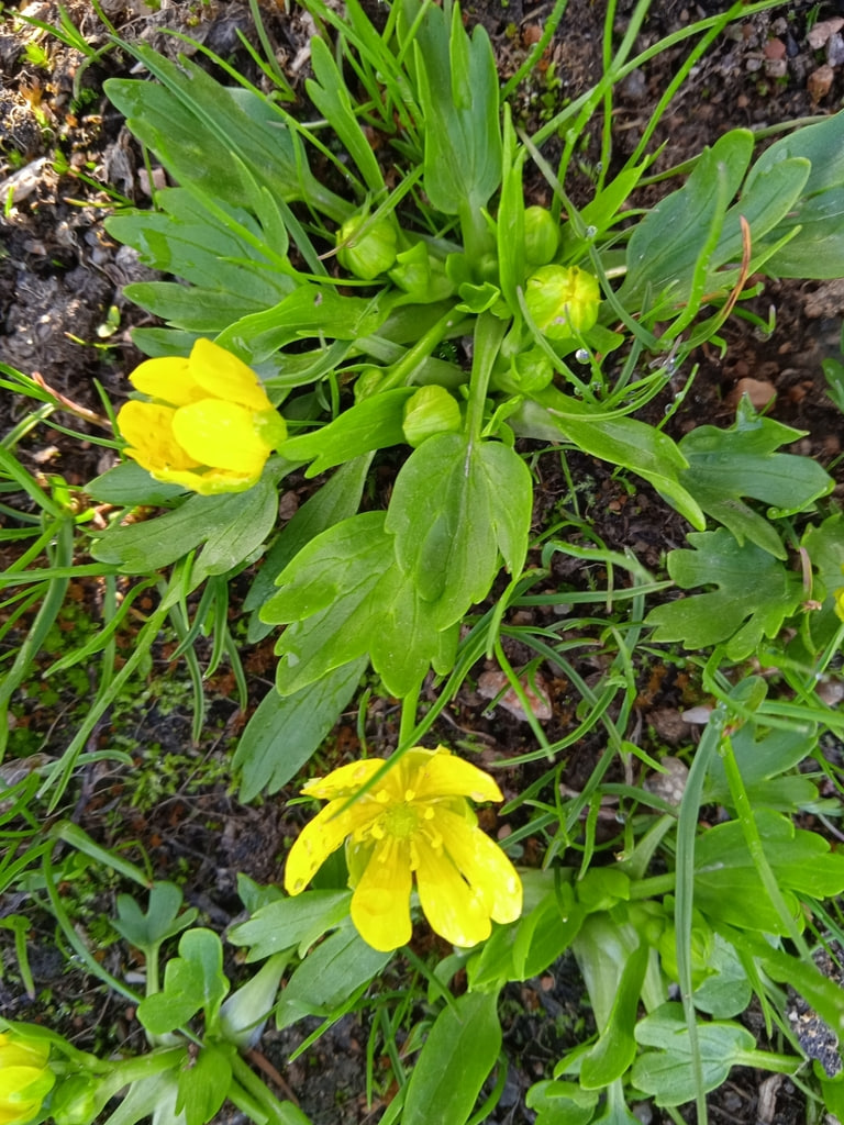 Изображение особи Ranunculus talassicus.