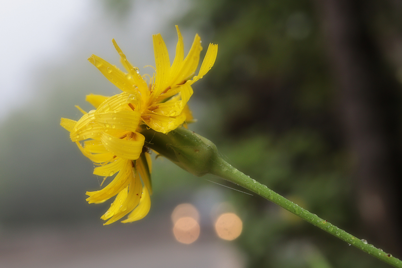 Image of Scorzonera stricta specimen.